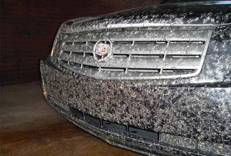 lovebugscadillac fl