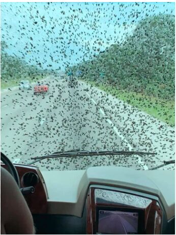 lovebugseason